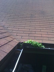 Maintain gutters